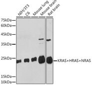 Anti-KRAS+HRAS+NRAS antibody produced in rabbit