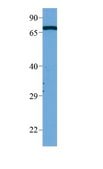 Anti-MASP2 antibody produced in rabbit affinity isolated antibody