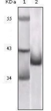 Monoclonal Anti-CDKN2A antibody produced in mouse clone 1E12E10, ascites fluid