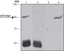 Anti-EIF2C1/Ago1 antibody produced in rabbit ~1.0&#160;mg/mL, affinity isolated antibody, buffered aqueous solution