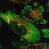 Anti-HAUS6 antibody produced in rabbit Prestige Antibodies&#174; Powered by Atlas Antibodies, affinity isolated antibody, buffered aqueous glycerol solution, Ab2
