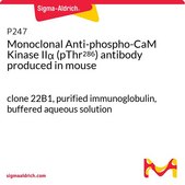 Monoclonal Anti-phospho-CaM Kinase IIα (pThr286) antibody produced in mouse clone 22B1, purified immunoglobulin, buffered aqueous solution