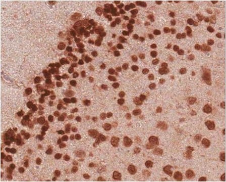 Anti-NeuN purified Antibody from guinea pig, purified by affinity chromatography