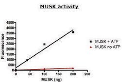 MUSK active human recombinant, expressed in baculovirus infected Sf9 cells, ≥70% (SDS-PAGE)