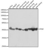 Anti-PGD Antibody, clone 9A2M7, Rabbit Monoclonal