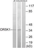 Anti-OR5K1 antibody produced in rabbit affinity isolated antibody