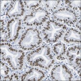 Anti-DRAXIN antibody produced in rabbit Prestige Antibodies® Powered by Atlas Antibodies, affinity isolated antibody, buffered aqueous glycerol solution