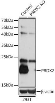 Anti-PRDX2 antibody produced in rabbit
