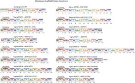 Membrane Scaffold Protein 1FN recombinant, expressed in E. coli, buffered aqueous solution