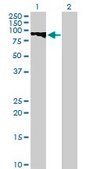 Anti-GTSE1 antibody produced in mouse IgG fraction of antiserum, buffered aqueous solution