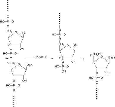 Ribonuclease T1 from Aspergillus oryzae ammonium sulfate suspension, 300,000-600,000&#160;units/mg protein