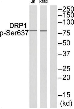Anti-phospho-DRP1 (pSer637) antibody produced in rabbit affinity isolated antibody