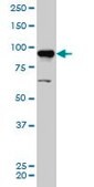 Monoclonal Anti-AKAP8 antibody produced in mouse clone 3D4, purified immunoglobulin, buffered aqueous solution
