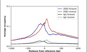 Anti-ZEB2 antibody produced in rabbit Prestige Antibodies® Powered by Atlas Antibodies, affinity isolated antibody, buffered aqueous glycerol solution