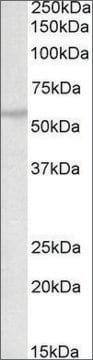 Anti-TRIM69 (C-terminal) antibody produced in goat affinity isolated antibody, buffered aqueous solution