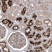 Anti-MMGT1 antibody produced in rabbit Prestige Antibodies&#174; Powered by Atlas Antibodies, affinity isolated antibody, buffered aqueous glycerol solution