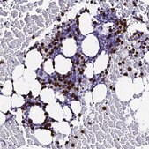 Anti-MCM10 antibody produced in rabbit Prestige Antibodies&#174; Powered by Atlas Antibodies, affinity isolated antibody, buffered aqueous glycerol solution