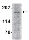 Anti-AMBRA1 Antibody from rabbit, purified by affinity chromatography