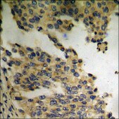 Anti-phospho-Tau (pThr212) antibody produced in rabbit affinity isolated antibody