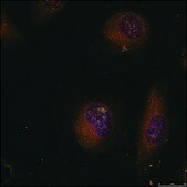 Anti-JUN (Ab-91) antibody produced in rabbit affinity isolated antibody