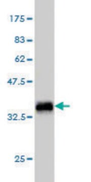 ANTI-TEK antibody produced in mouse clone 3C1, purified immunoglobulin, buffered aqueous solution