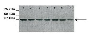 抗-GAPDH 兔抗 affinity isolated antibody