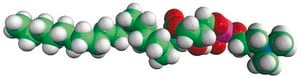 19:0 Lyso PC Avanti Research&#8482; - A Croda Brand 855776C