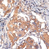 Anti-eIF2C3 Antibody, clone 8E0O6, Rabbit Monoclonal