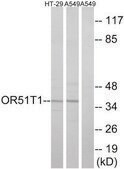 Anti-OR51T1 antibody produced in rabbit affinity isolated antibody