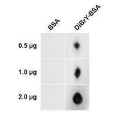 Monoclonal Anti-Dibromo-tyrosine-PerCP antibody produced in mouse clone 6G3