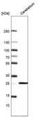 Monoclonal Anti-CALB1 antibody produced in mouse Prestige Antibodies® Powered by Atlas Antibodies, clone CL15060, purified antibody (Protein A)