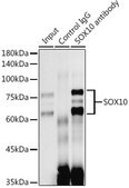 Anti-SOX10 Antibody, clone 3Y3P1, Rabbit Monoclonal
