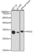 Anti-PHD3 Antibody, clone 4S7S3, Rabbit Monoclonal