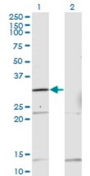 Monoclonal Anti-HOXB1 antibody produced in mouse clone 2E5, purified immunoglobulin, buffered aqueous solution