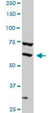 Monoclonal Anti-SREBF1 antibody produced in mouse clone 4B10, purified immunoglobulin, buffered aqueous solution