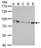 Monoclonal Anti-THOC1 antibody produced in mouse