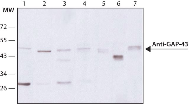 Monoclonal Anti-Growth Associated Protein-43 antibody produced in mouse clone GAP-7B10, ascites fluid