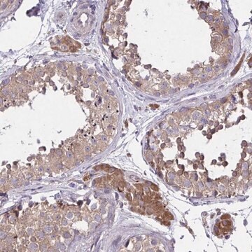 Anti-GRB14 antibody produced in rabbit Prestige Antibodies&#174; Powered by Atlas Antibodies, affinity isolated antibody, buffered aqueous glycerol solution