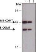Anti-COMT (N-terminal) antibody produced in rabbit IgG fraction of antiserum, buffered aqueous solution