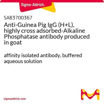 Anti-Guinea Pig IgG (H+L), highly cross adsorbed-Alkaline Phosphatase antibody produced in goat affinity isolated antibody, buffered aqueous solution