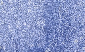 Anti-CD19 Antibody, clone 3E7 ZooMAb® Rabbit Monoclonal recombinant, expressed in HEK 293 cells