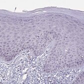 Anti-CNGB3 antibody produced in rabbit Prestige Antibodies® Powered by Atlas Antibodies, affinity isolated antibody