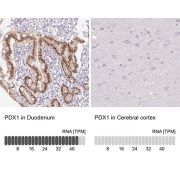 Anti-PDX1 antibody produced in rabbit Prestige Antibodies&#174; Powered by Atlas Antibodies, affinity isolated antibody, buffered aqueous glycerol solution