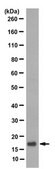 Anti-Pro-Atrial Natriuretic Peptide Antibody, clone 11E3.9 clone 11E3.9, from mouse