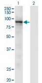 Monoclonal Anti-RASA3 antibody produced in mouse clone 1F11, purified immunoglobulin, buffered aqueous solution