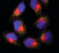 Anti-ERGIC-53/p58−Cy3 antibody produced in rabbit 1.5-3.0 mg/mL, affinity isolated antibody, buffered aqueous solution
