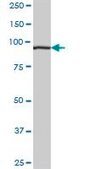 Anti-MARS antibody produced in mouse purified immunoglobulin, buffered aqueous solution