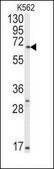 Anti-Pael-R (GPR37) (C-term) antibody produced in rabbit saturated ammonium sulfate (SAS) precipitated, buffered aqueous solution