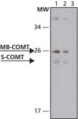 Anti-COMT (N-terminal) antibody produced in rabbit IgG fraction of antiserum, buffered aqueous solution