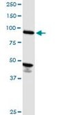 Monoclonal Anti-ASCC2, (C-terminal) antibody produced in mouse clone 3B2, purified immunoglobulin, buffered aqueous solution